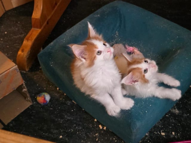 Maine Coon · Upplands Väsby · S*Blue Hidden's