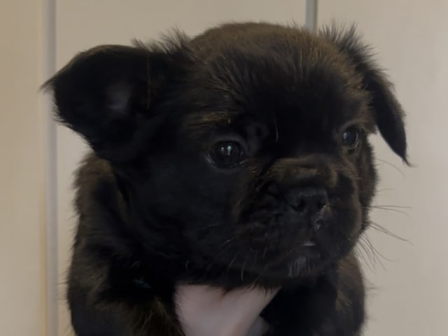 Fransk bulldog