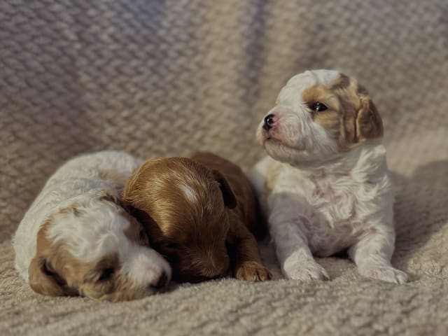 Cavapoo · Sala · Sallysshine