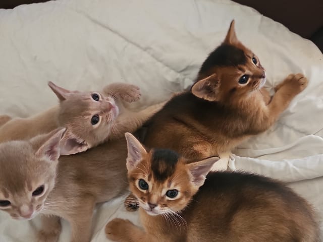 Abyssinian