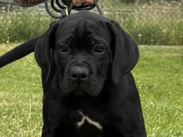 Cane Corso