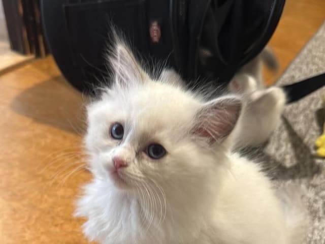 Ragdoll · Norrköping · Benjamin I.
