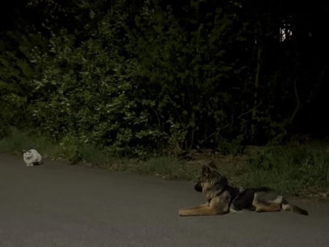 German Shepherd Dog