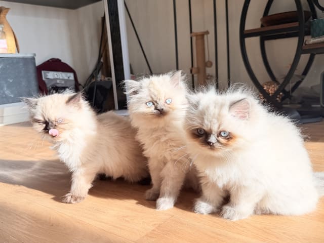Ragdoll · Varberg · Abdulelah A.