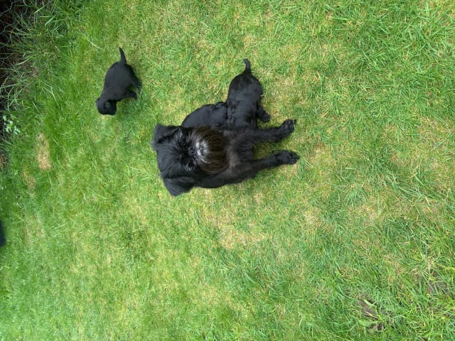 Belgian Griffon