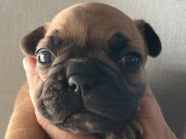 Fransk bulldogg · östervåla · Dexline's