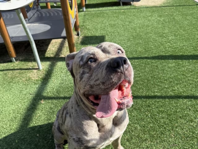 American bully · Västra Frölunda · Miranda T.