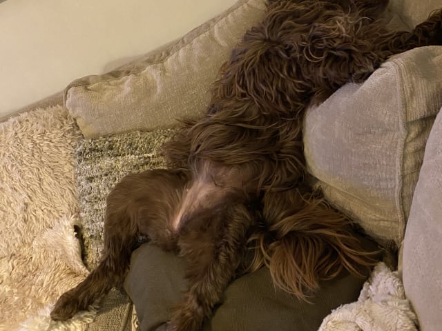 Portuguese Water Dog