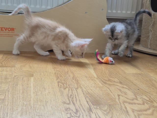 Maine Coon · Västra Frölunda · Dagdrivarn