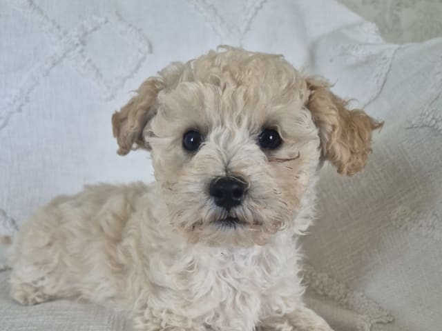 Maltipoo · Hässleholm · Daniela K.