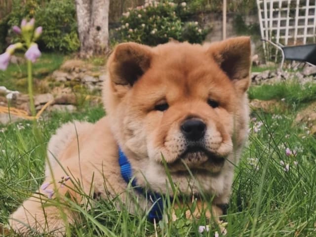 Chow chow · Hedesunda · Chowhill’s