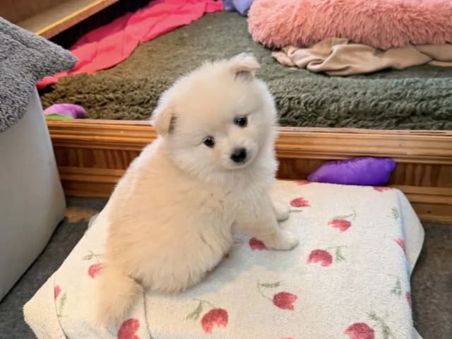 German Spitz – Mittelspitz · Skogn · Gunn Irene Lindstrøm