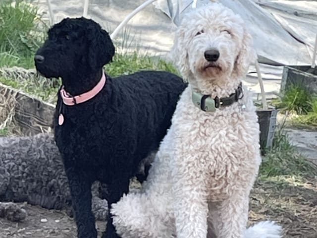 Goldendoodle