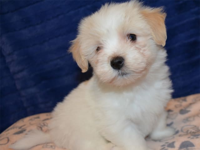 Coton de Tulear