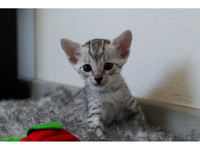 Egyptian Mau · Järfälla · SE*Mjako