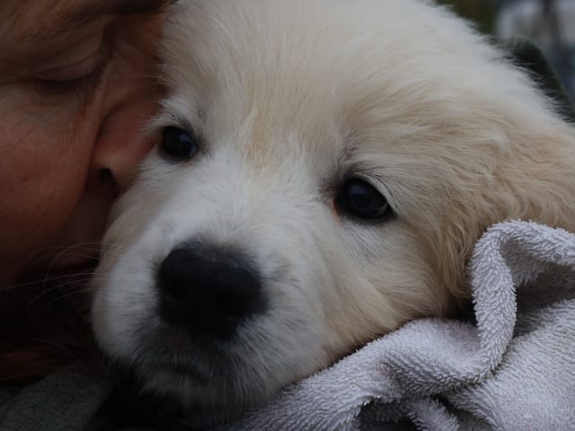Golden retriever · Tjällmo · Ekbergarn’s  kennel