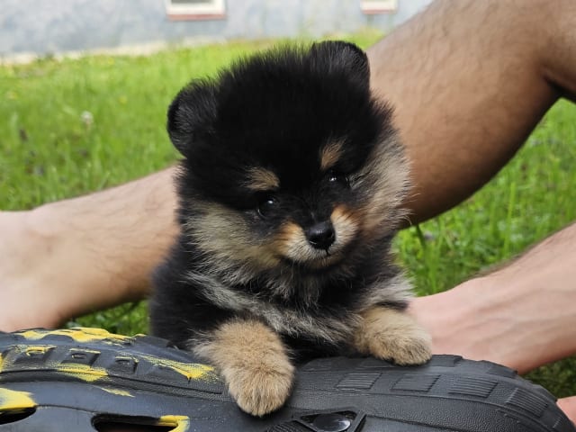 Pomeranian · Enköping · Pomsik Rakaaig