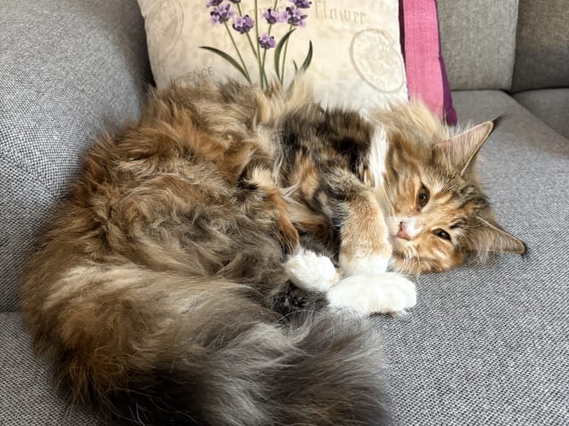 Norwegian Forest