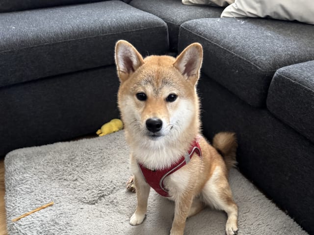Shiba Inu