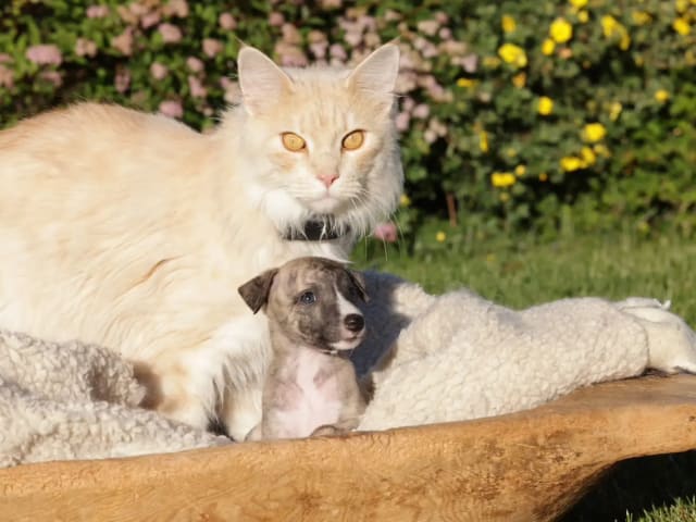 Whippet · Gran · Ann-Karin Skyggen Lystad