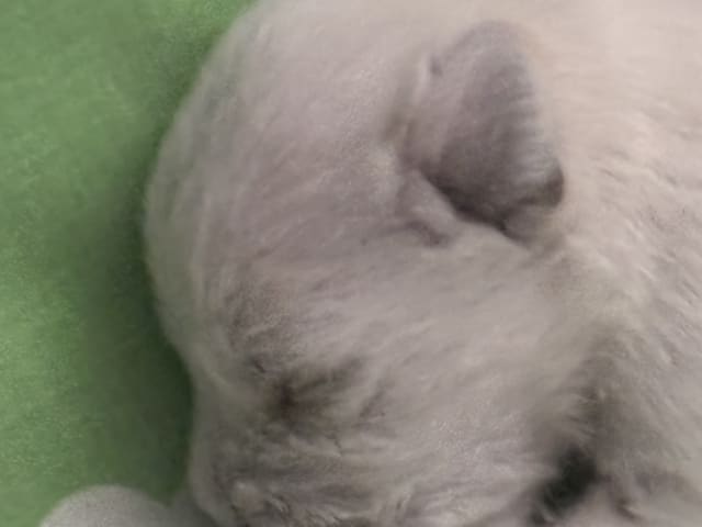 Vit dvärgschnauzer · Svedala · Tabus Dream