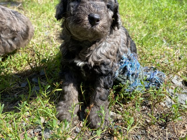 Labradoodle · Nol · Lyckliga Vovven