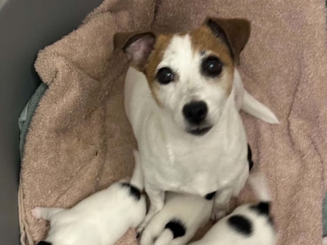 Jack Russell Terrier