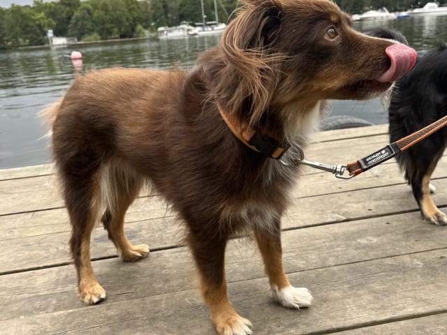 Miniature American Shepherd · Hägersten · Gabriel L.