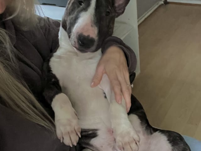 Miniature Bull Terrier