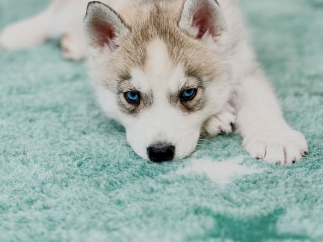 Siberian husky · Höör · Fläderhaga’s Lovely Dogs