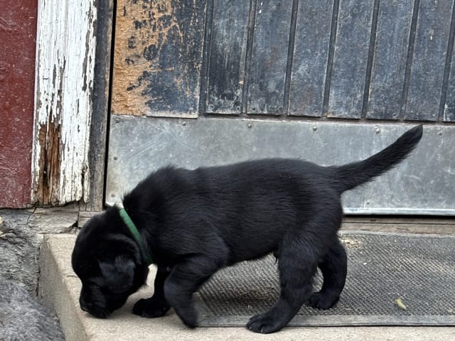 Labrador retriever · Lövestad · Sheep Trix