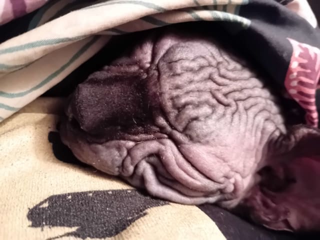 Sphynx · Grums · Eric H.