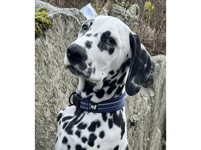 Dalmatian
