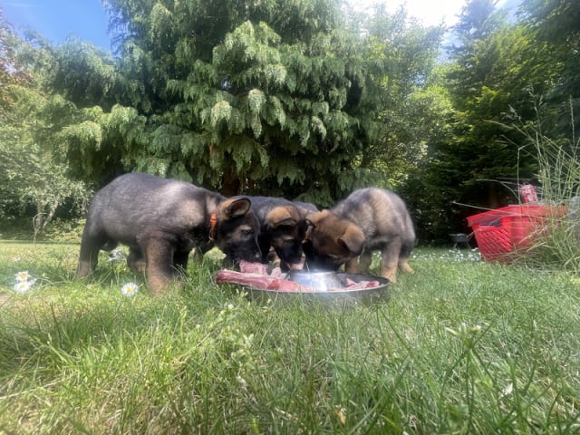 German Shepherd Dog · Holmegaard · Tigerdyrets