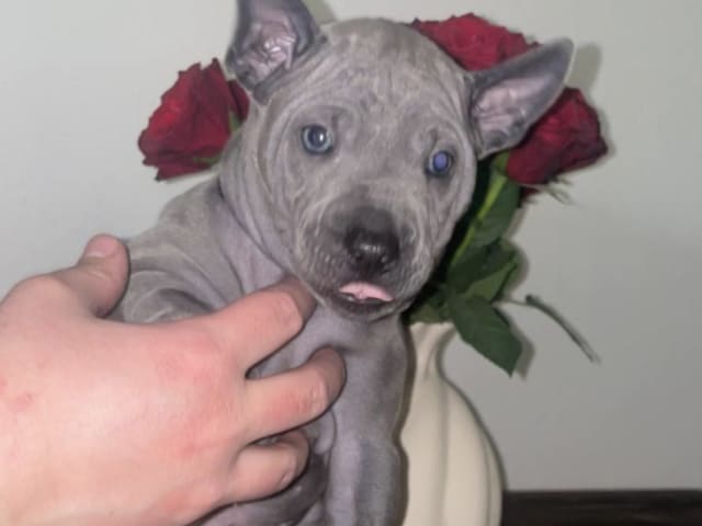 Thai Ridgeback Dog