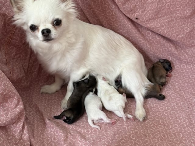 Chihuahua