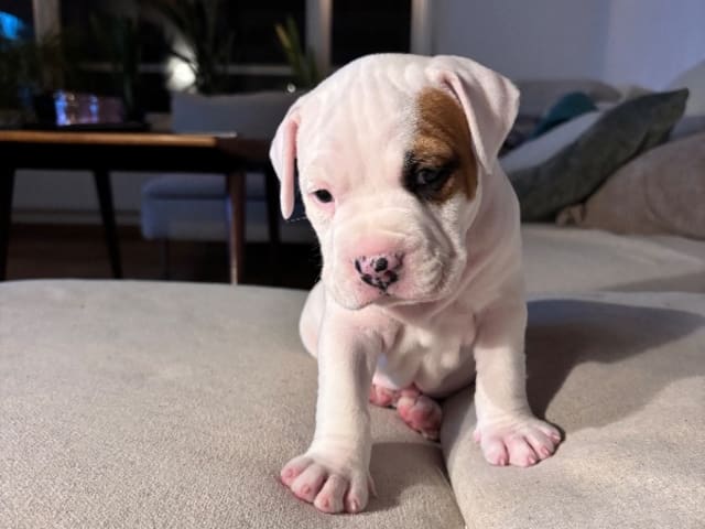 American Staffordshire Terrier · Köping · Hannah Östensson Lindqvist