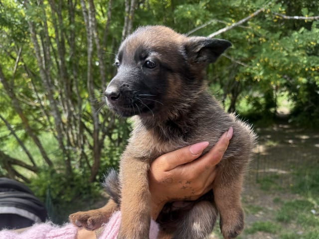 Belgian Malinois