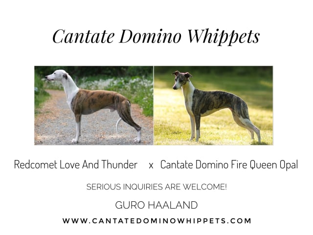 Whippet · Asker · Cantate Domino