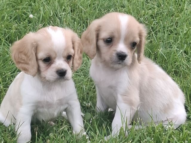 Cavapoo