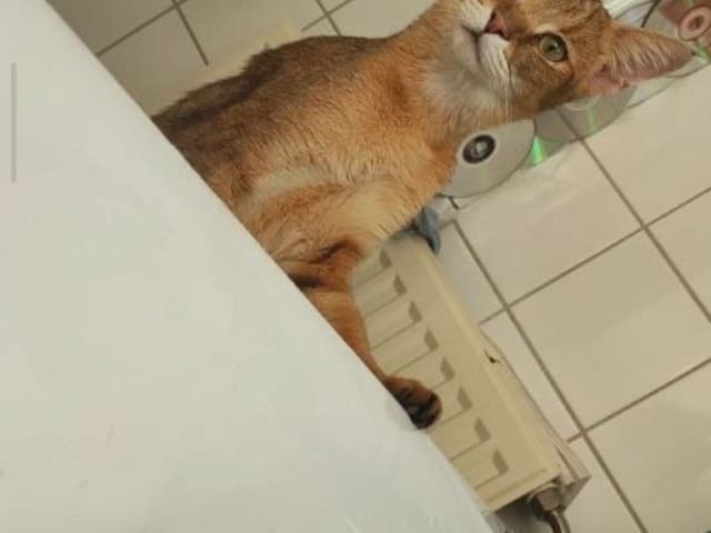 Exotic Shorthair