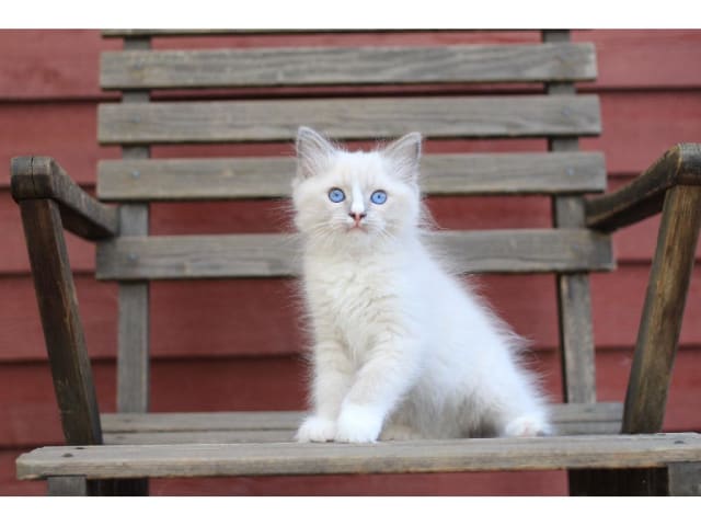 Ragdoll