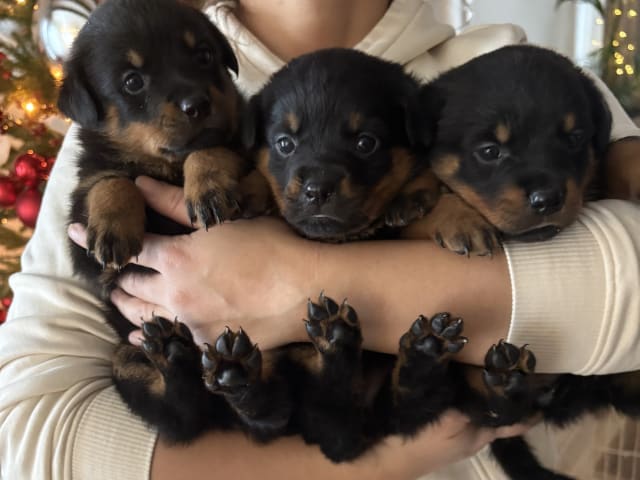 Rottweiler