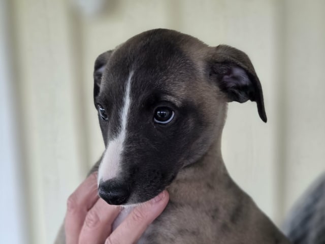 Whippet · Vålberg · Alternova Whippet