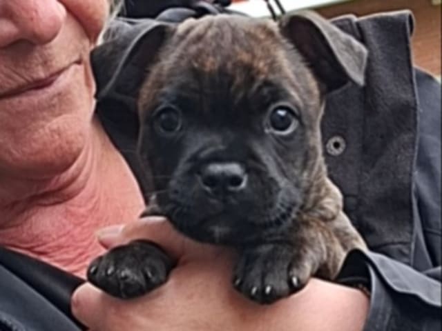 Staffordshire bullterrier · Östersund · Valley Of Stones
