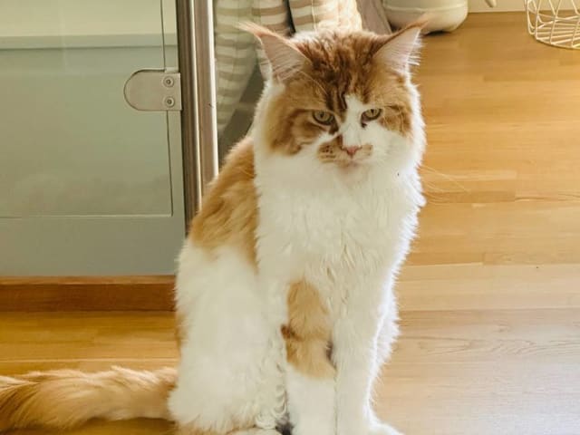 Maine Coon · Västra Frölunda · Jesper M.
