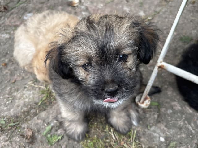 Maltipoo · Sölvesborg · Pia H.