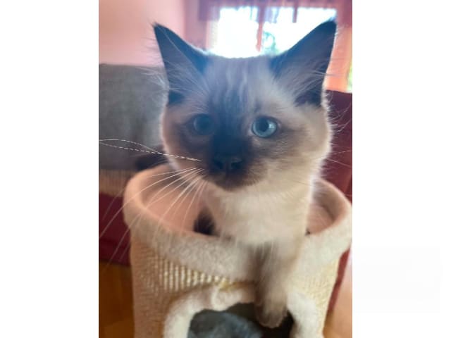 Ragdoll · Sollentuna · Viktoria Juzovitskaja