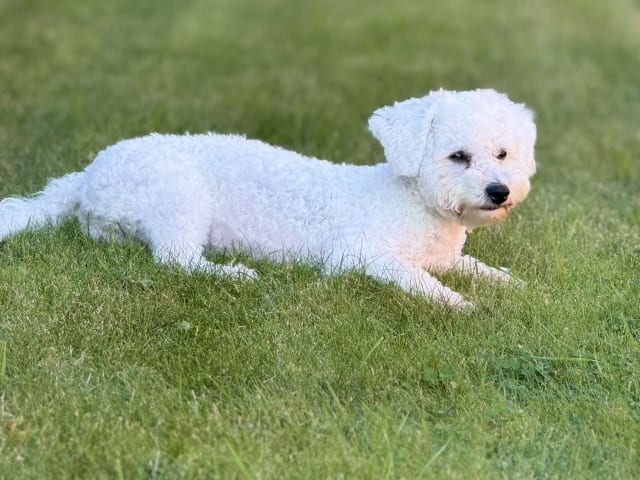 Bichon Frise