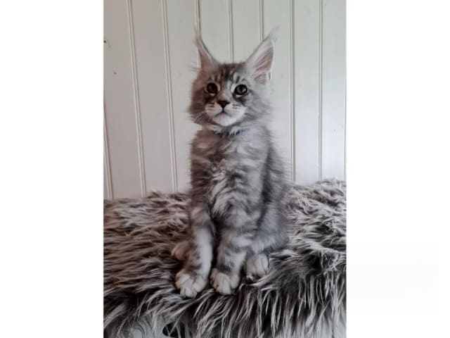Maine Coon · Glanshammar · SE*Trollius New Moon